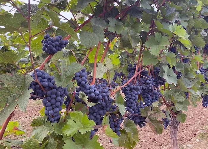 公寓 Penthouse Tauberblick